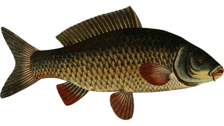Сорожка рыба фото и описание